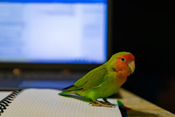 Cute lovebird parrot.pet african parrot.caring for animals.cute video.Funny parrots.Home pet parrot.The best birds.Beautiful photo of a bird.Ornithology.caring for the animal.bird pet.funny photo.
