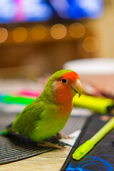 Cute lovebird parrot.pet african parrot.caring for animals.cute video.Funny parrots.Home pet parrot.The best birds.Beautiful photo of a bird.Ornithology.caring for the animal.bird pet.funny photo.  © Daria