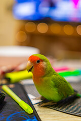 Cute lovebird parrot.pet african parrot.caring for animals.cute video.Funny parrots.Home pet parrot.The best birds.Beautiful photo of a bird.Ornithology.caring for the animal.bird pet.funny photo.  © Daria