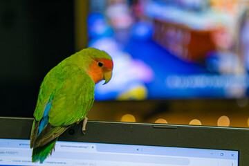 Cute lovebird parrot.pet african parrot.caring for animals.cute video.Funny parrots.Home pet parrot.The best birds.Beautiful photo of a bird.Ornithology.caring for the animal.bird pet.funny photo.
