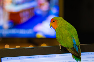 Cute lovebird parrot.pet african parrot.caring for animals.cute video.Funny parrots.Home pet parrot.The best birds.Beautiful photo of a bird.Ornithology.caring for the animal.bird pet.funny photo.  © Daria