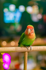 Cute lovebird parrot.pet african parrot.caring for animals.cute video.Funny parrots.Home pet parrot.The best birds.Beautiful photo of a bird.Ornithology.caring for the animal.bird pet.funny photo.  © Daria
