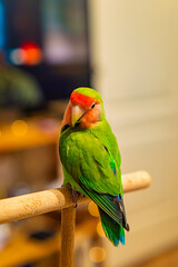 Cute lovebird parrot.pet african parrot.caring for animals.cute video.Funny parrots.Home pet parrot.The best birds.Beautiful photo of a bird.Ornithology.caring for the animal.bird pet.funny photo.  © Daria