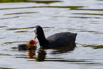 Eurasian coot mother feeding two chicks with seaweed