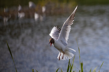 Black headed gull with raised wings and open mouth landing with water background