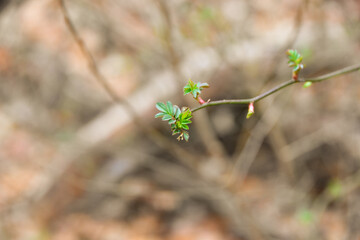 Rosa or Fairy Plant growing in the forest
