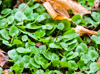 Ficaria Verna or Lesser Celandine plant growing in the forest at the beginning of Spring