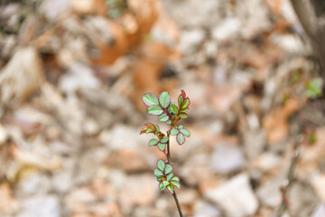 Rosa or Fairy Plant growing in the forest