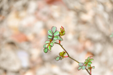 Rosa or Fairy Plant growing in the forest