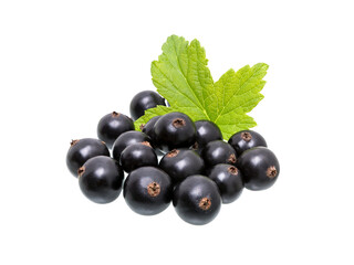Black currant with leaves on white.