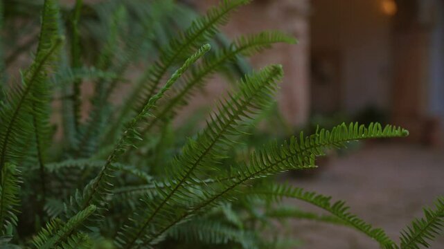 Closeup of lush asplenium onopteris, known as western spleenwort, in a tranquil outdoor setting in mallorca, spain, showcasing its detailed green fronds