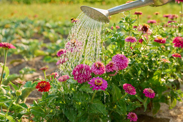 Close-up of watering can in hands watering zinnia flowers in summer garden