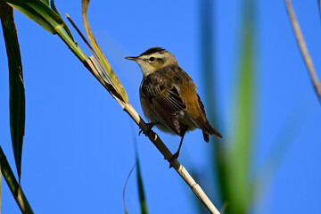 Schilfrohrsänger // Sedge warbler (Acrocephalus schoenobaenus)