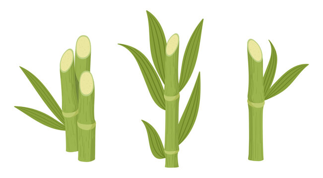 Sugarcane plants. Natural sugarcane sprouts, sugar reed stems with green leaves flat vector illustration set. Cartoon cane on white background