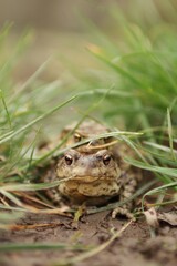 Toads congregate during mating session.