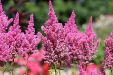 Sweden. Astilbe chinensis, commonly known as false goat's beard, tall false-buck's-beard or Chinese...