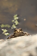 A common frog lies on a stone by the water.