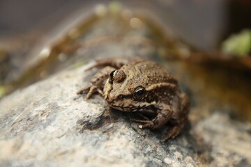 A common frog lies on a stone by the water.