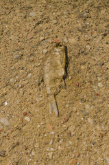 Dead fish on the sand of Baltic Sea . High quality photo