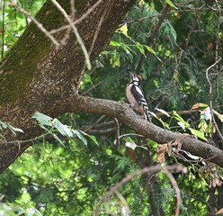woodpecker on tree