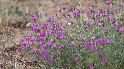 Naklejka premium Purple Flowers in a Natural Setting
