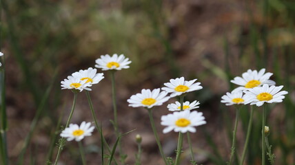 Beautiful Daisies in a Natural Setting