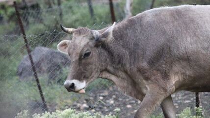 Gray Cow with Horns Walking, Black Eyes, with Fence, Stones, and Greenery in the Background