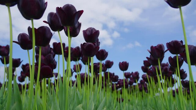 Low angle black, purple tulips with lush green stems, reaching for a blue sky with clouds, on a windy spring day