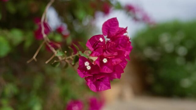 Close-up of a vibrant bougainvillea glabra in bloom outdoors in mallorca with blurred greenery in the background highlighting the bright magenta flowers