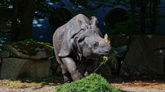 The Indian Rhinoceros, Rhinoceros unicornis is also called Greater One-horned Rhinoceros and Asian One-horned Rhinoceros and belongs to the Rhinocerotidae family.