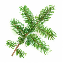 An image of a green spruce branch on a white background. It's a realistic drawing of a Christmas tree, perfect for holiday cards or party posters in 2024.