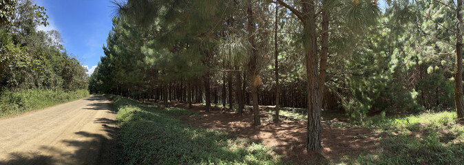 panoramic of a dirt road with a pine forest and blue sky