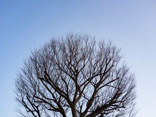 幹と枝だけの樹木。