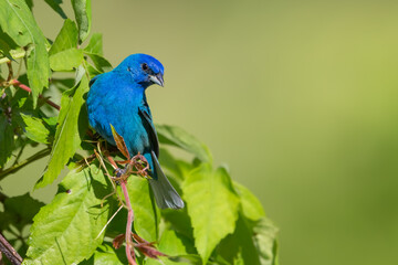 Indigo Bunting