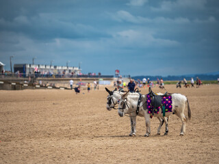 Two donkeys on a sandy beach