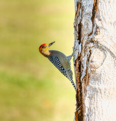 Golden-Cheeked Woodpecker (Melanerpes chrysogenys) Perched On A Tree Trunk In Mexico