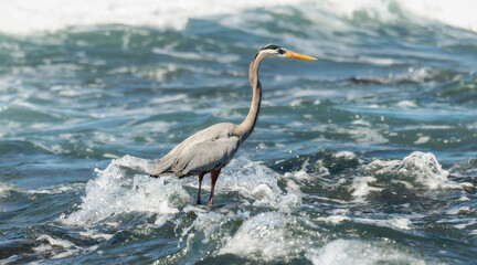 Great Blue Heron (Ardea herodi) Standing In The Waves Off The Coast Of Mexico