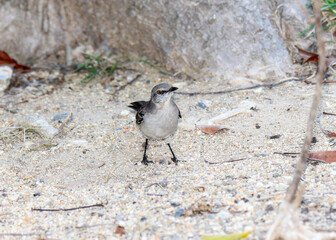 Northern Mockingbird (Mimus polyglottos) Standing on Sandy Ground in Mexico