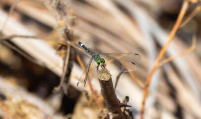 Three-Striped Dasher Dragonfly (Micrathyria didyma) Perched on Twig in Mexico