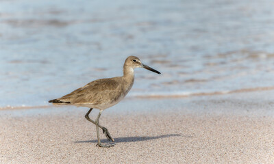 Willet (Tringa semipalmata) Walking on the Beach in Mexico