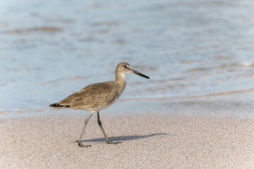 Willet (Tringa semipalmata) Walking on a Sandy Beach in Mexico