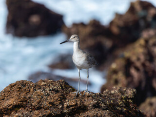 A Willet (Tringa semipalmata) Stands Tall on a Rocky Outcrop in Mexico