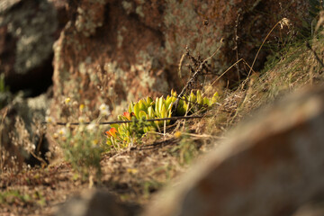 Light green plant on the stone