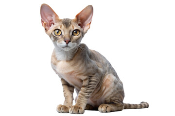 Obraz premium Oriental Shorthair Cat The Elegant Enigma