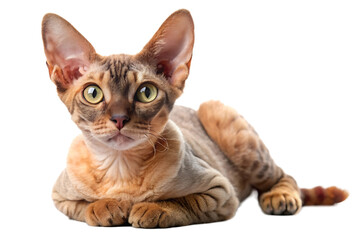 Obraz premium Oriental Shorthair Cat The Elegant Enigma