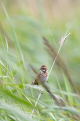 Juvenile Reed Bunting (Emberiza schoeniclus) perched amongst the reeds in Yorkshire, UK in Summer.