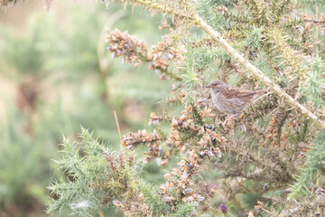 Dunnock (prunella modularis) camouflaged amongst gorse bush in Summer. Yorkshire, UK.