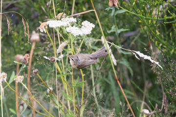 Common Chiffchaff (Phylloscopus collybita) foraging amongst wildflowers in Yorkshire, UK