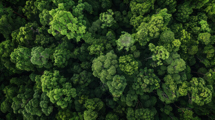 Fototapeta premium Overhead camera shot with plenty of space to add text. Amazing photo with sharp clarity and high resolution.