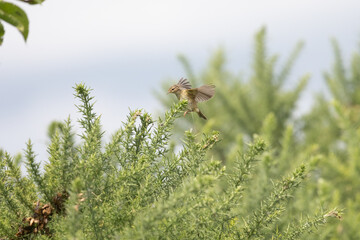 Common Chiffchaff (Phylloscopus collybita) foraging amongst gorse bushes in Yorkshire, UK